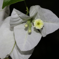 Bougainvillea spectabilis Willd.